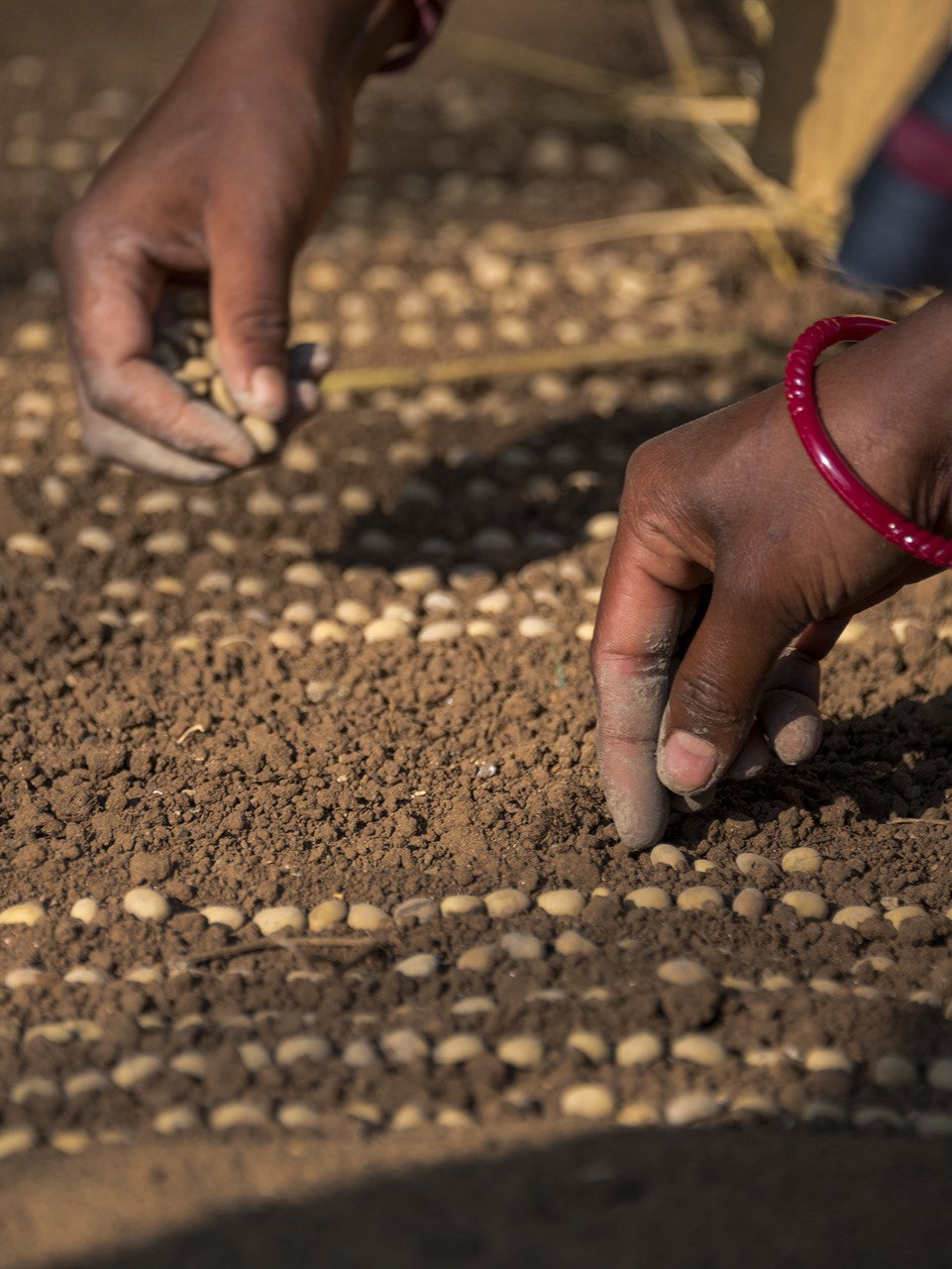 Femmes qui plantent des grains de café dans la vallée d'Araku en Inde