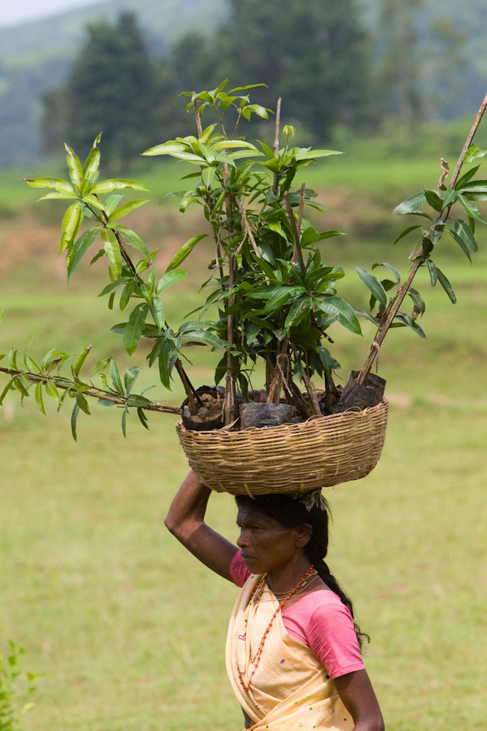 Femme indienne qui tient des pousses de caféier bio : Araku Coffee