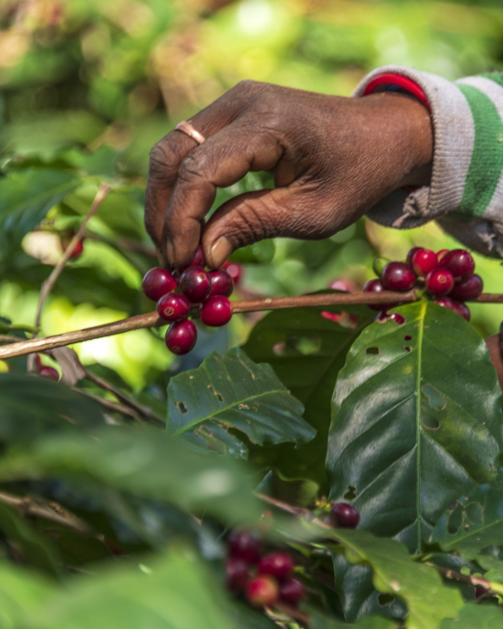 Récolte des cerises de café à la main