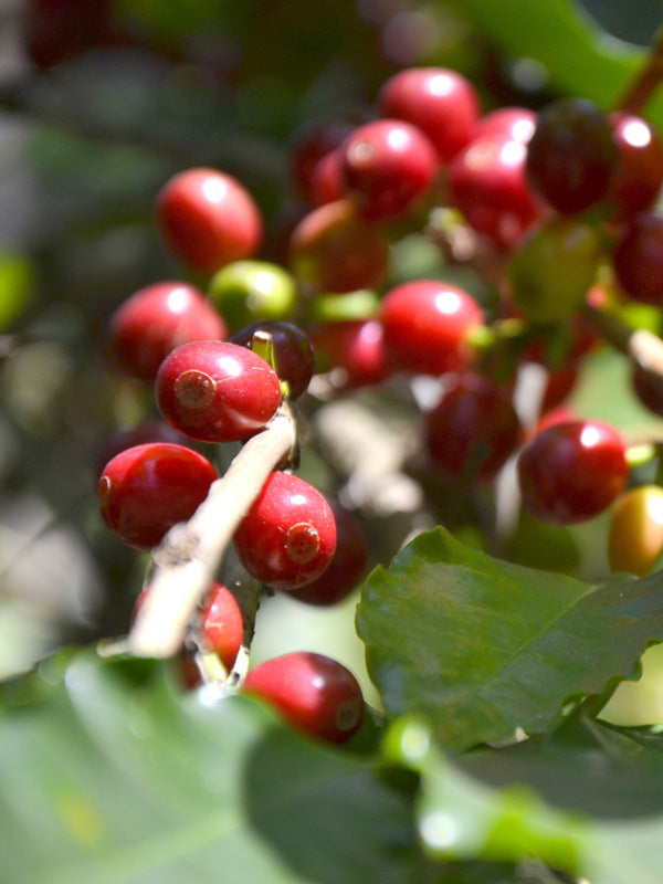 Cerises de café sur le caféier : Vallée Araku en Inde